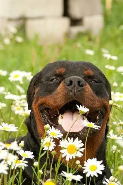 Happy Rottweiler