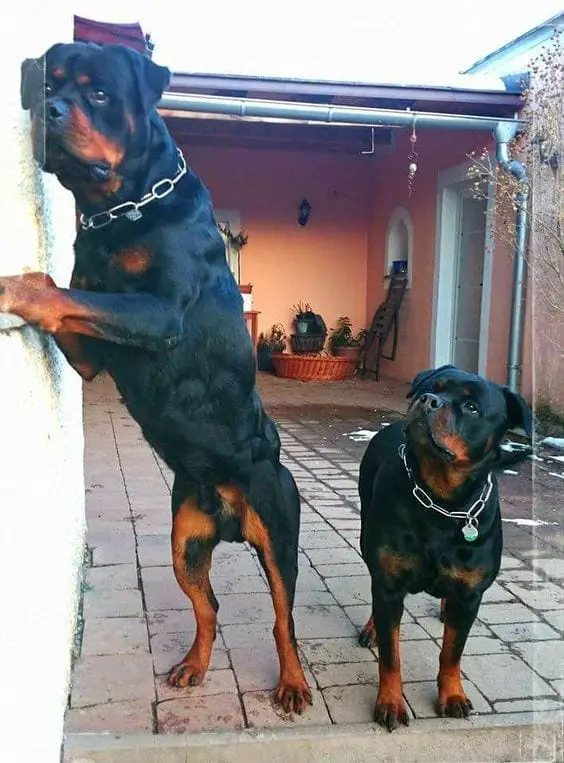 Rottweiler and son