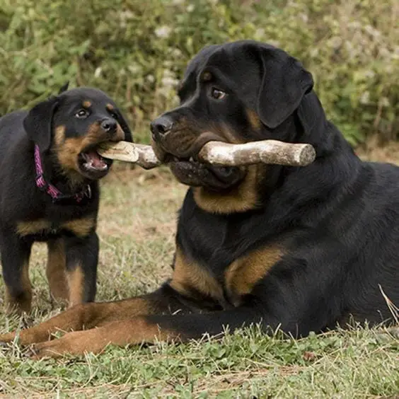 Rottweiler and son