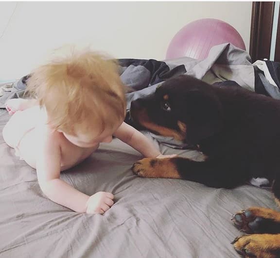 rottweiler and baby