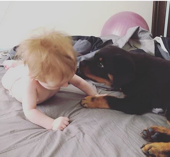 14 Pictures Prove That A Rottweiler Will Be Great As A Friend For You Baby Since Day 1 9 rottweiler and baby