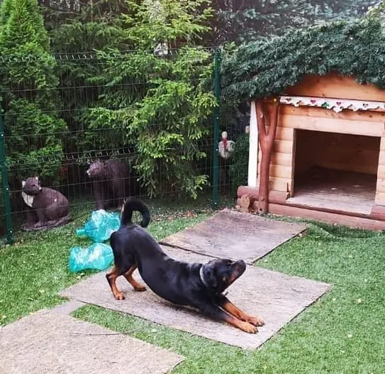 14 Pictures Showing The True Temperament of Rottweilers 11 Rottweilers