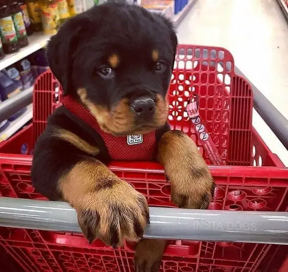 10 Pictures Proving That Rottweilers Are Just Hidden Kids 8 kids