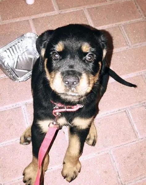 Rottweilers eating