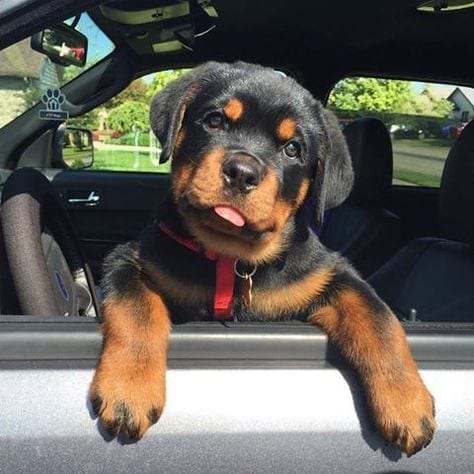 10 Signs Show That Rottweilers Drive Better Than You 10 Rottweilers Drive