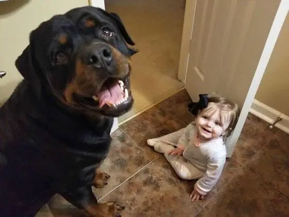 10 Signs Prove That Rottweilers Are Dangerous For You Kids!