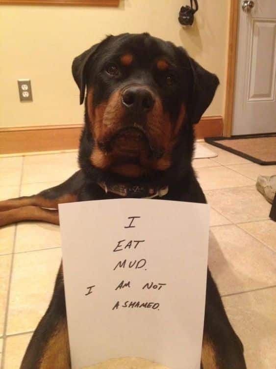 Rottweilers Are Just Hidden Kids