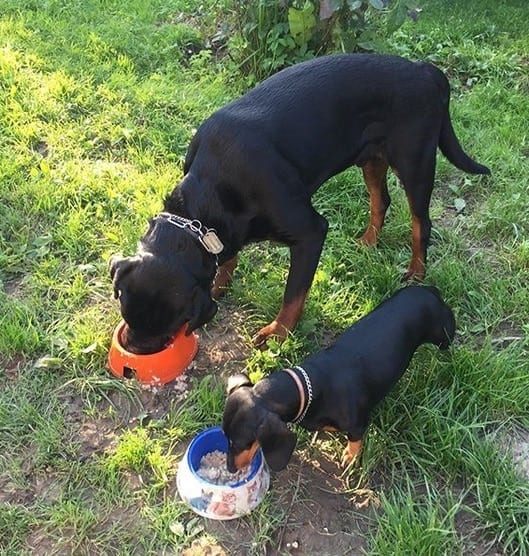 Rottweilers eating
