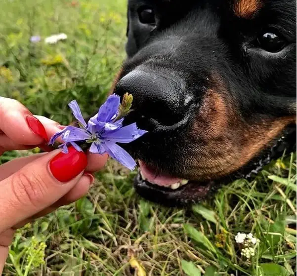 14 Pictures Showing The True Temperament of Rottweilers 13 Rottweilers