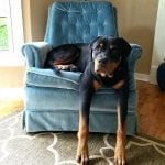 funny-rottweiler
