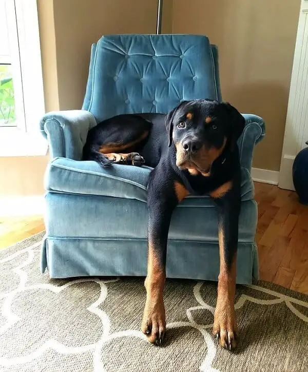 14 Signs Prove Rottweilers Are Plotting Your Murder