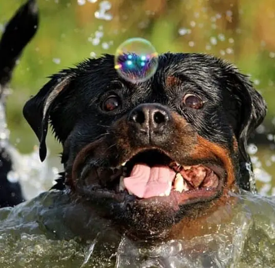 14 Pictures Showing The True Temperament of Rottweilers 9 Rottweilers