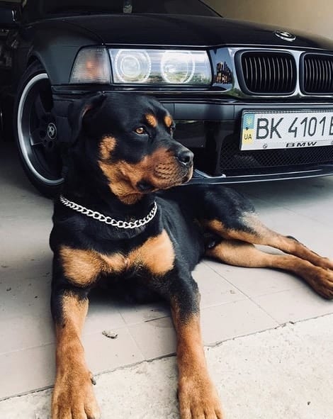14 Pictures Showing The True Temperament of Rottweilers 1 Rottweilers