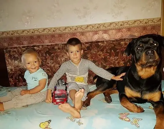 rottweiler with kids