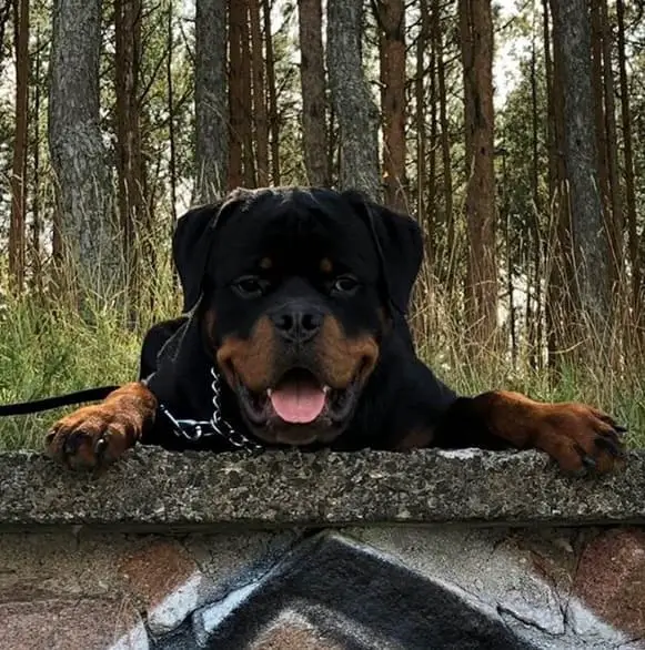 14 Pictures Showing The True Temperament of Rottweilers 6 Rottweilers