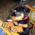 hungry-rottweiler-puppy