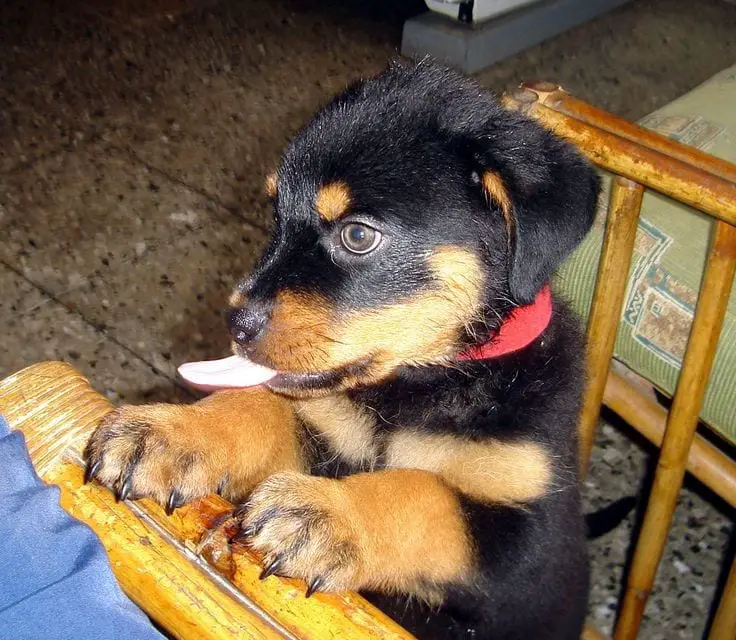 12 Signs You Are Crazy About Rottweilers