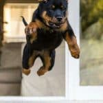 rottweiler jump