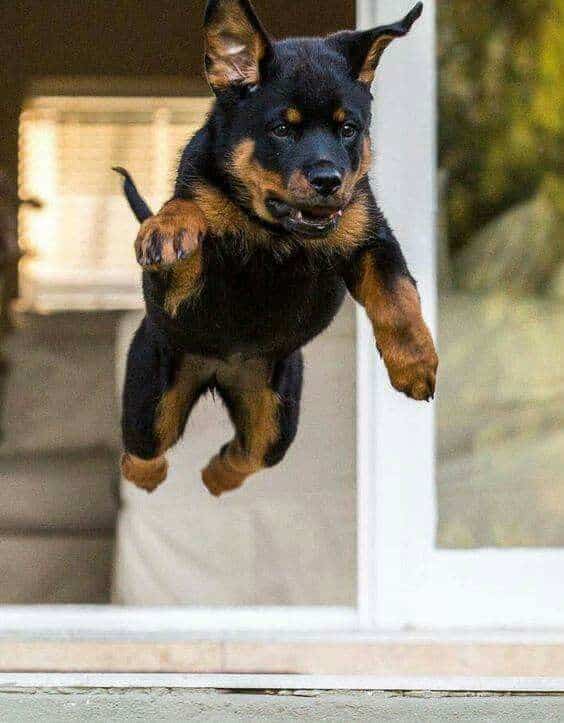 Here are 9 Smart Tricks to tire out your Rottweiler 3 rottweiler jump