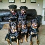 many-rottweilers