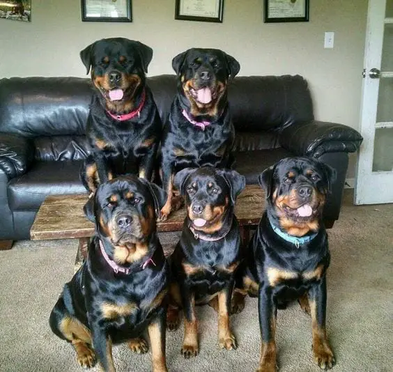 12 Signs You Are Crazy About Rottweilers