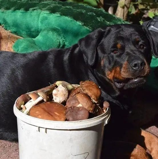 Rottweiler and mushroom