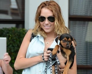 10 Celebrities Who Own Rottweiler Dogs 