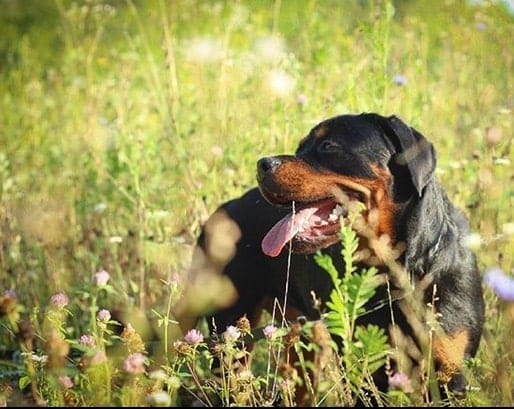 14 Pictures Showing The True Temperament of Rottweilers 10 Rottweilers