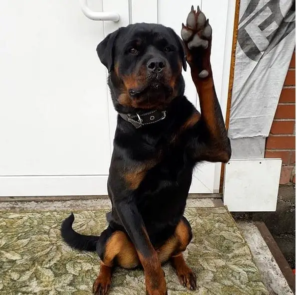 Best Tips and Tricks For Taking Perfect Pictures For Your Rottweiler 1 rottweiler