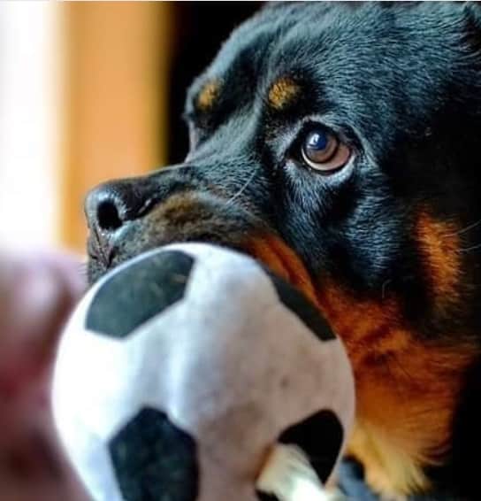 rottweiler playing football