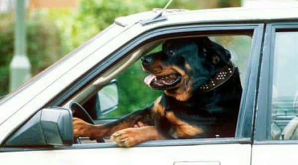 10 Signs Show That Rottweilers Drive Better Than You 4 Rottweilers Drive