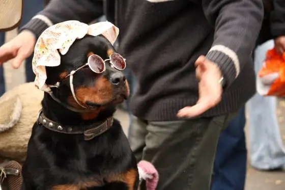 15 Rottweiler Photos Prove They Are Way Cooler Than You!