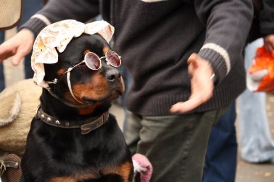 15 Rottweiler Photos Prove They Are Way Cooler Than You! 4 15 Rottweiler Photos Prove They Are Way Cooler Than You!