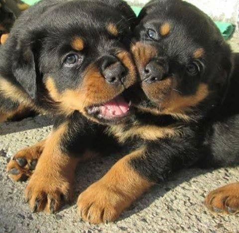 12 Signs You Are Crazy About Rottweilers