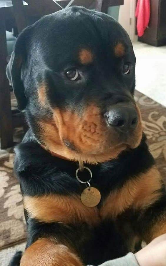 14 Signs Prove Rottweilers Are Plotting Your Murder