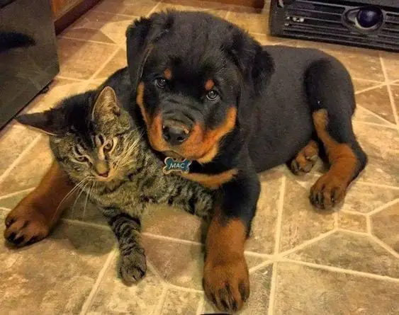 rottweiler and a cat