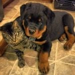 rottweiler-and-cat