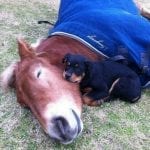 rottweiler-and-horse