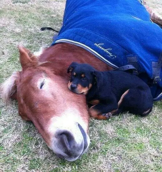 rottweiler with a horse
