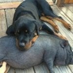 rottweiler-and-pig