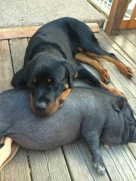 rottweiler and pig