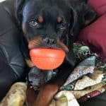 rottweiler-ball