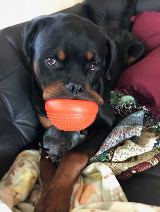 14 Signs Prove Rottweilers Are Plotting Your Murder