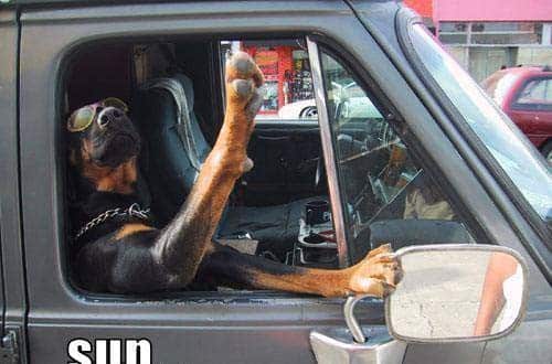 10 Signs Show That Rottweilers Drive Better Than You 1 Rottweilers Drive