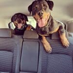 rottweiler-dog-1