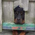 rottweiler-dog-1-2