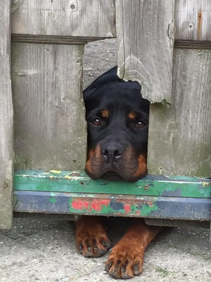 14 Things Rottweiler Owners Know So Well 6 Rottweiler owners
