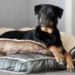 rottweiler-dog