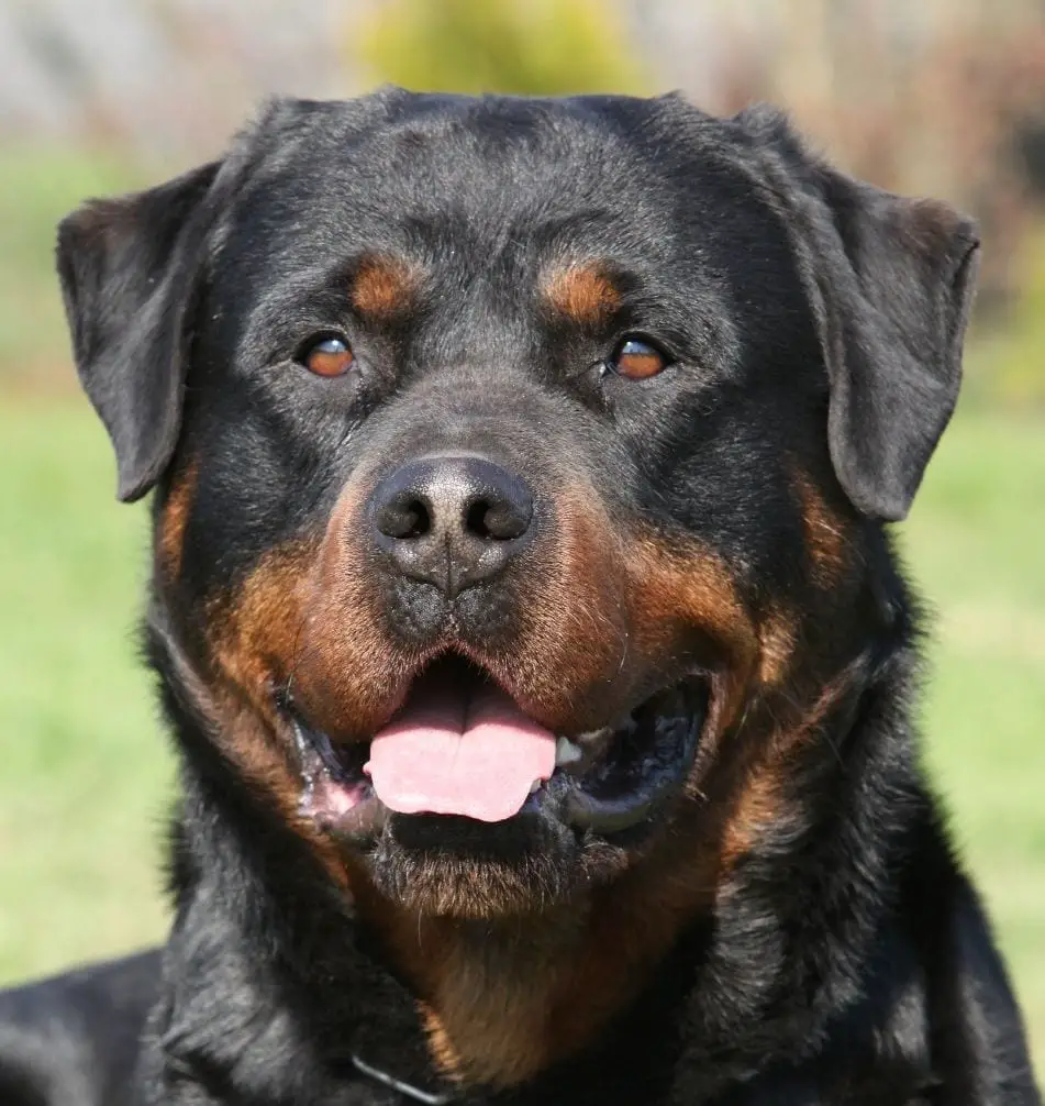 Rottweilers Can Change Your Life