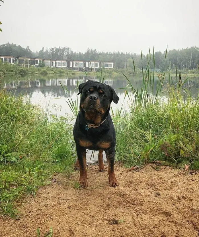 14 Best Photos Of Happy Rottweiler Dogs 10 Rottweiler